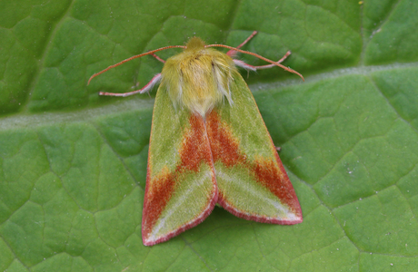 Buchen-Kahnspinner, Jägerhütchen ( Pseudoips prasinana) - © Leo Kuzmits